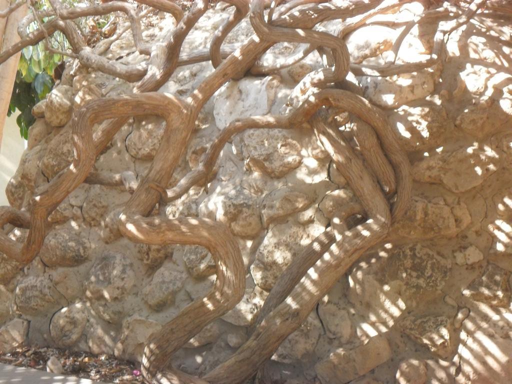 Almog Kibbutz Hotel ภายนอก รูปภาพ